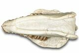 Fossil Oreodont (Merycoidodon) Skull - South Dakota #302866-5